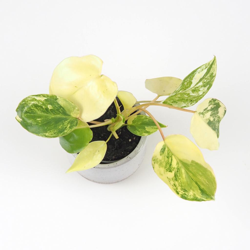 Philodendron ‘Burle Marx’ variegata Philodendron Burle Marx variegata panasovany filodendron