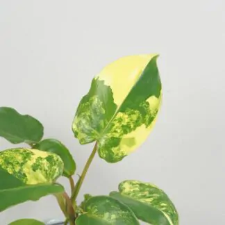 Philodendron Burle Marx variegata panasovany filodendron