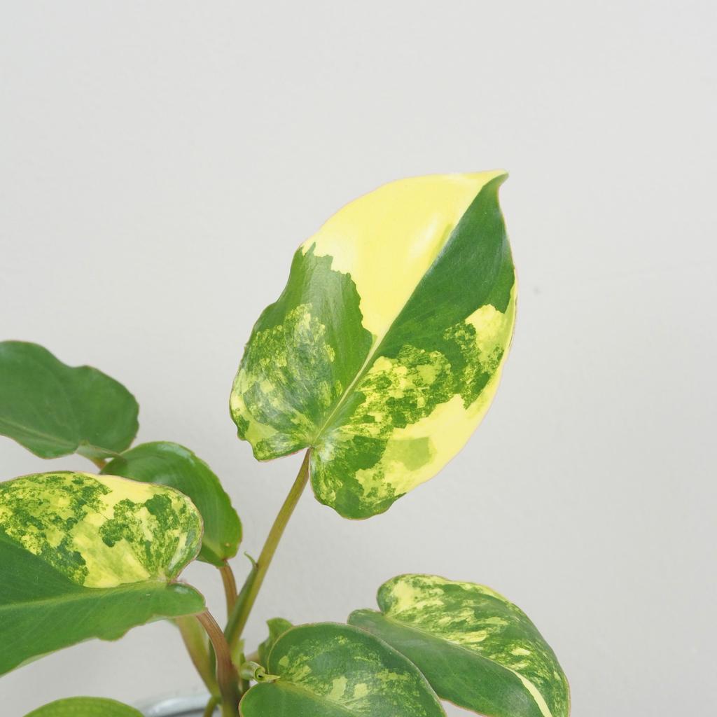 Philodendron ‘Burle Marx’ variegata Philodendron Burle Marx variegata panasovany filodendron