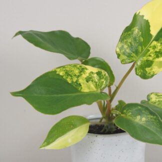 Philodendron ‘Burle Marx’ variegata Philodendron Burle Marx variegata panasovany filodendron