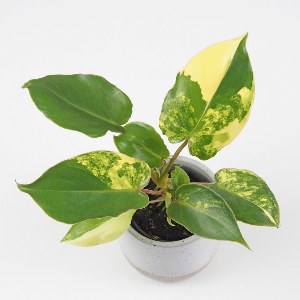 Philodendron ‘Burle Marx’ variegata Philodendron Burle Marx variegata panasovany filodendron