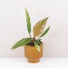 Philodendron Choco Empress hnedy filodendron