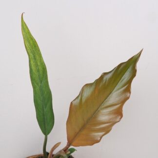 Philodendron ‘Choco Empress’ Philodendron Choco Empress hnedy filodendron