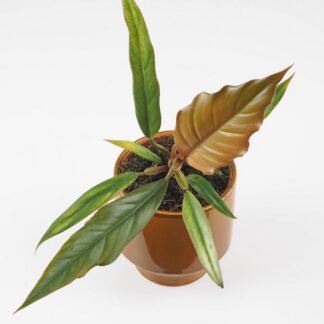 Philodendron ‘Choco Empress’ Philodendron Choco Empress hnedy filodendron