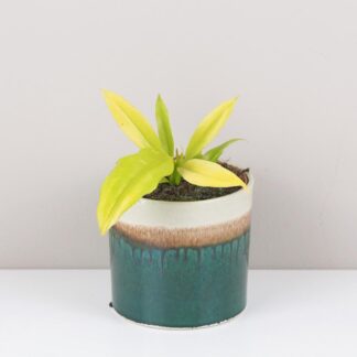 Philodendron Gergaji Golden Saw zluty filodendron