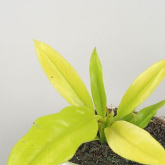 Philodendron ‘Gergaji Golden Saw’ Philodendron Gergaji Golden Saw zluty filodendron