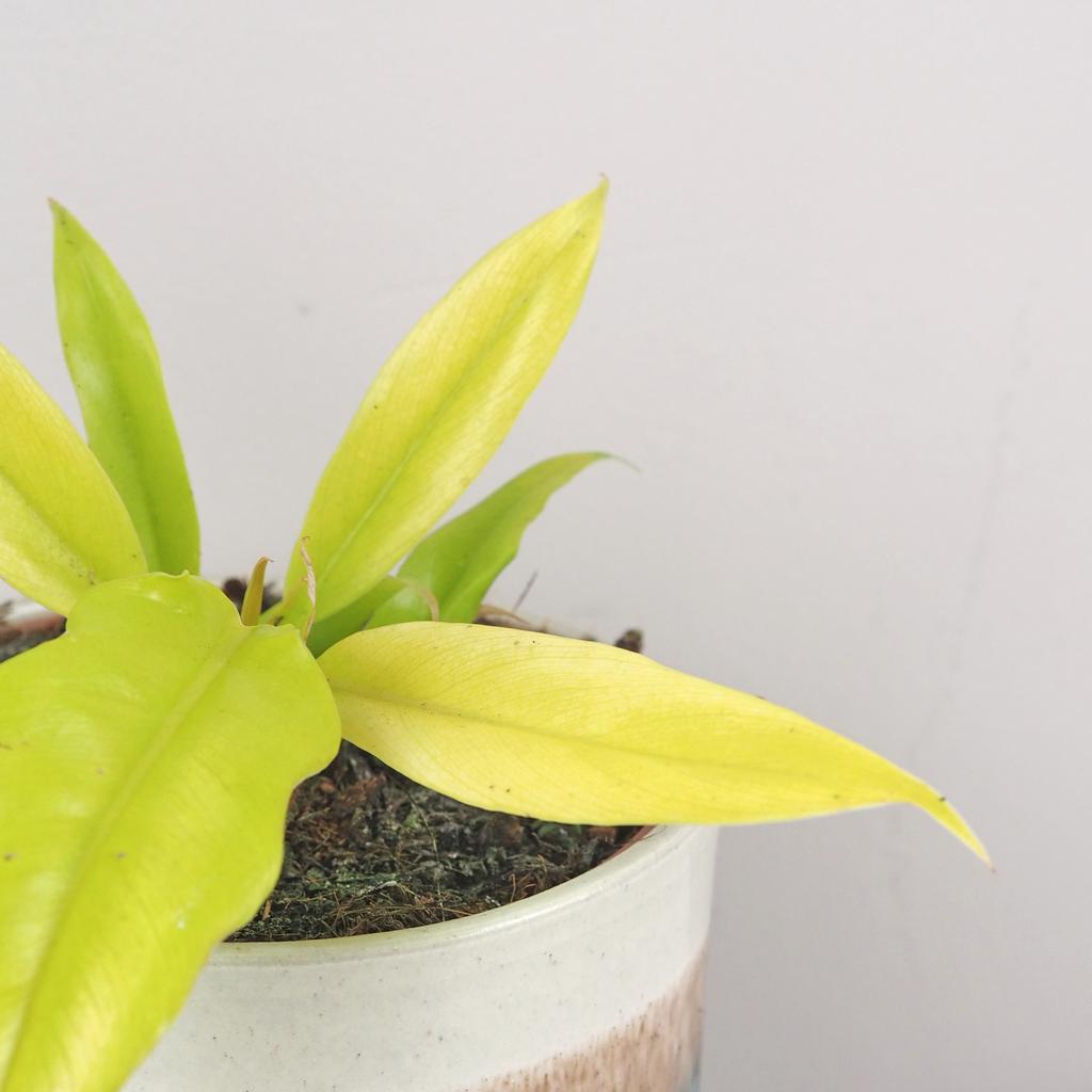 Philodendron ‘Gergaji Golden Saw’ Philodendron Gergaji Golden Saw zluty filodendron