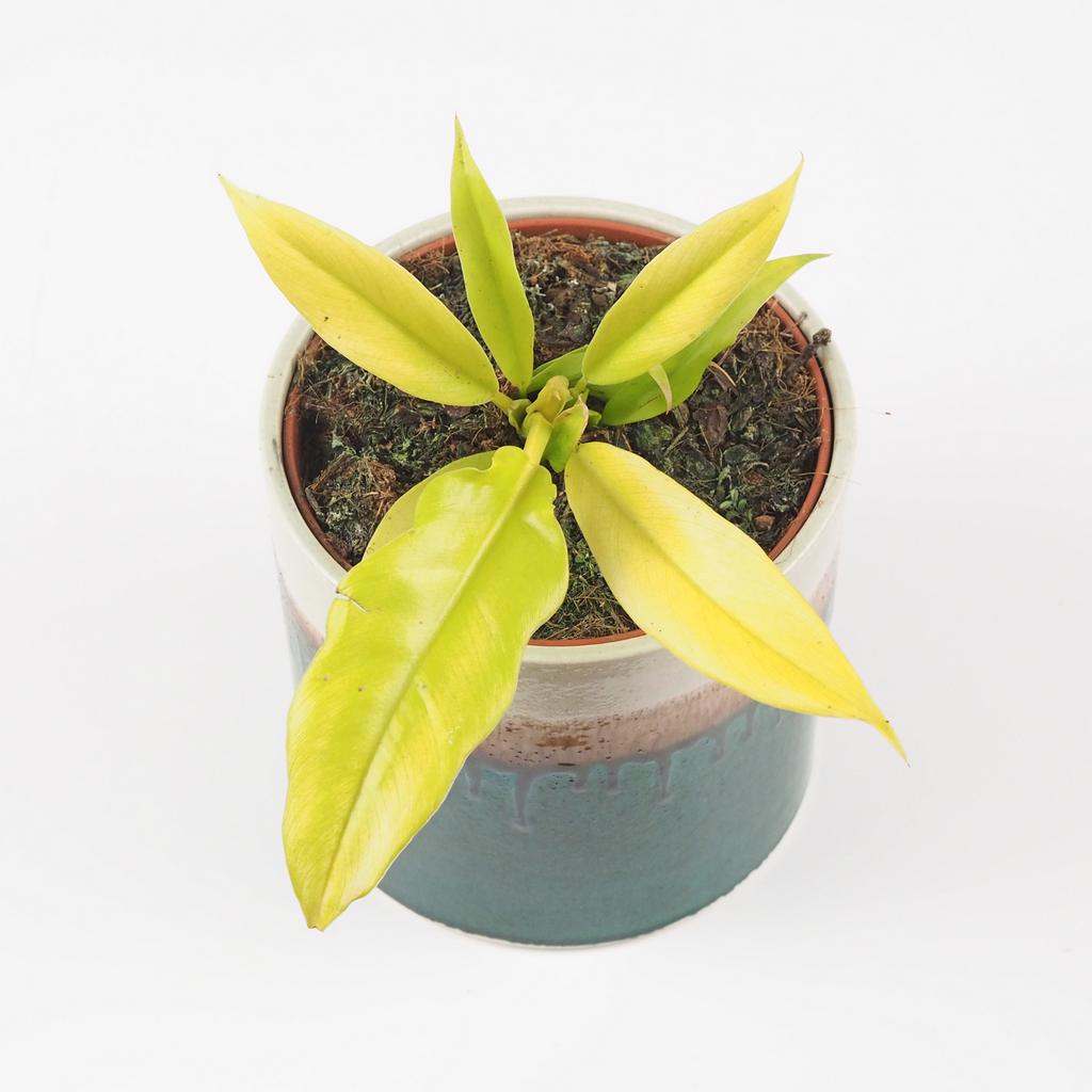 Philodendron ‘Gergaji Golden Saw’ Philodendron Gergaji Golden Saw zluty filodendron