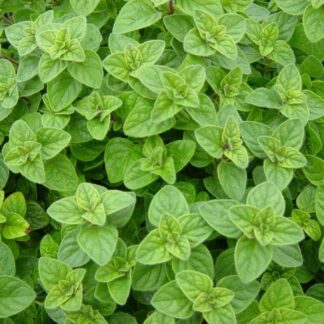 seminka oregano dobromysl obecna semena bylinek semo