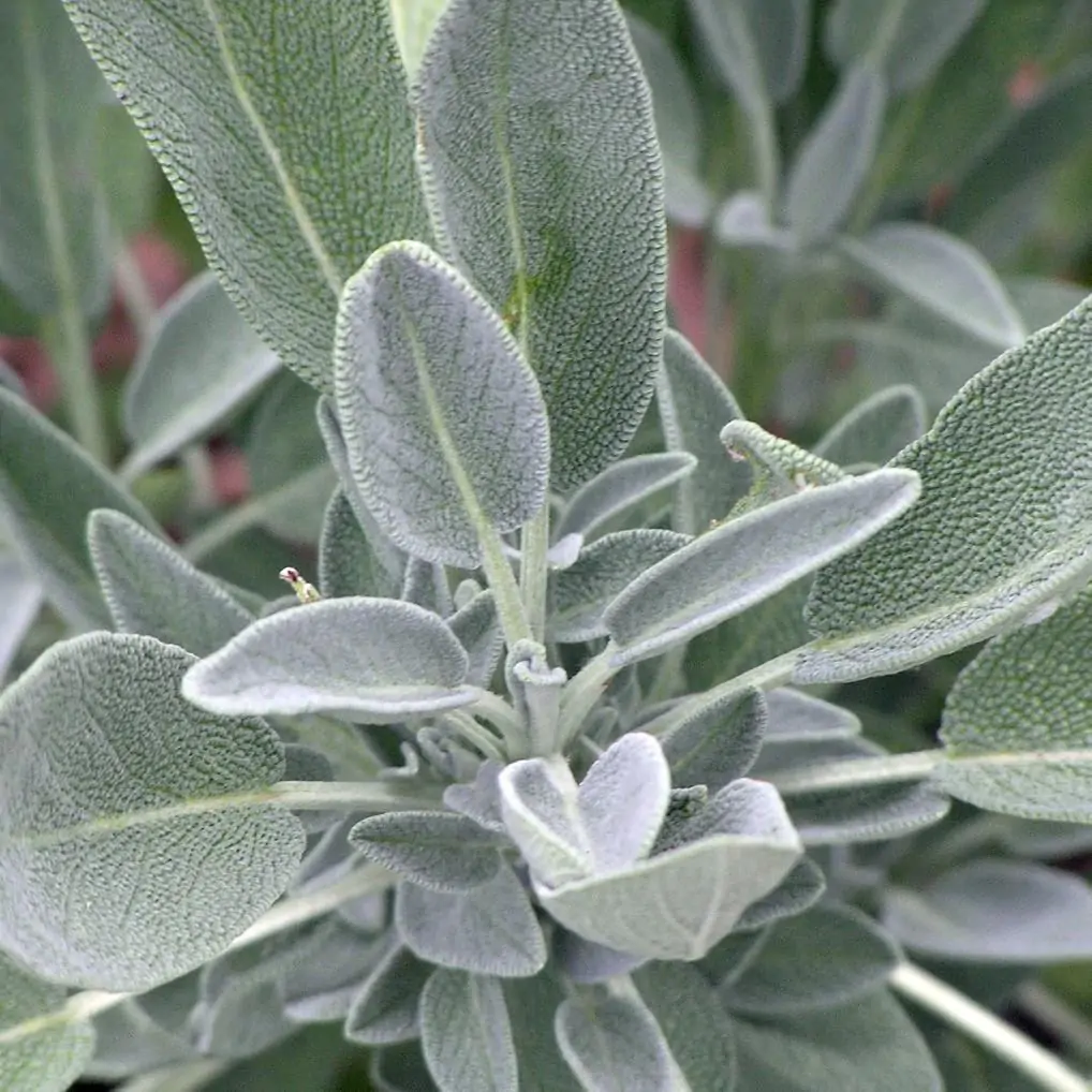 Semínka Šalvěj lékařská 0,8 g seminka salvej lekarska pestovani bylinek ze semen semo