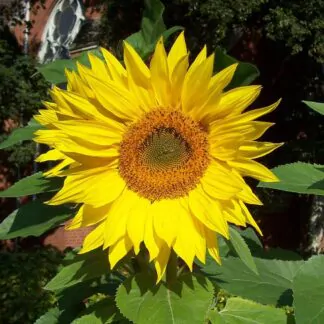 slunecnice rocni sun seminka kvety na rez ze seminek