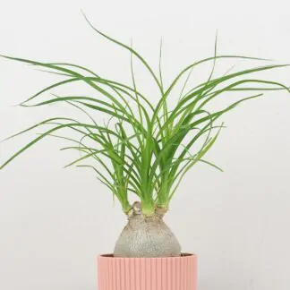 nolina recurvata beaucarnea slonia noha