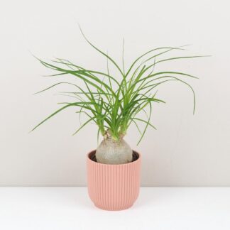 nolina recurvata beaucarnea slonia noha