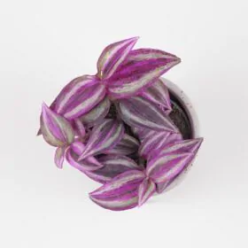Tradescantia ‘Pink Paradise’ malá