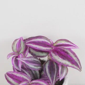 tradescantia pink paradise fialova barevna pokojova rostlina popinava