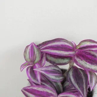 tradescantia pink paradise fialova barevna pokojova rostlina popinava