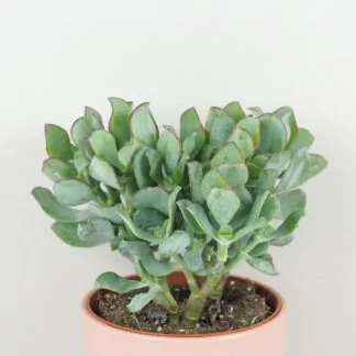 Tlustice / Crassula arborescens Tlustice / Crassula arborescens sukulent
