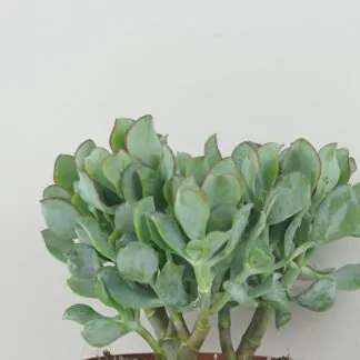 Tlustice / Crassula arborescens Tlustice / Crassula arborescens sukulent