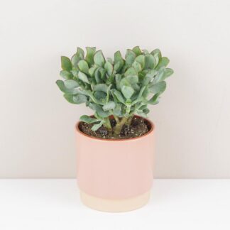 Tlustice / Crassula arborescens sukulent