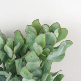 Tlustice / Crassula arborescens Tlustice / Crassula arborescens sukulent