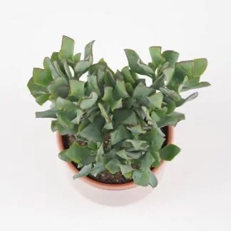Tlustice / Crassula arborescens Tlustice / Crassula arborescens sukulent