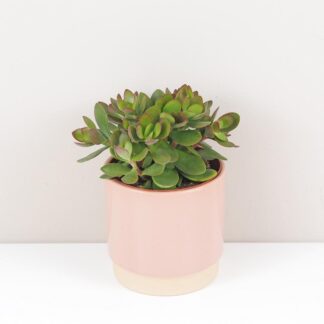 crassula portulacea tlustie sukulent