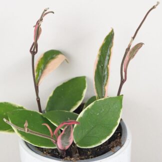 hoya carnosa flamingo dream