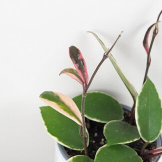hoya carnosa flamingo dream
