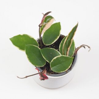 hoya carnosa flamingo dream
