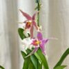 orchidej aliceara kvetouci pokojova rostlina kvet