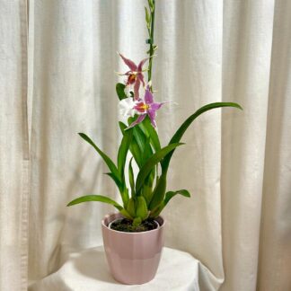 Orchidej Aliceara renaissance ‘Pink’ orchidej aliceara kvetouci pokojova rostlina kvet