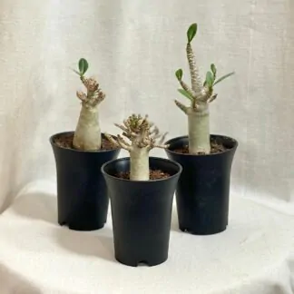 adenium ansu baobab poustni ruze sukulent