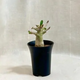 Adenium ‘Ansu Baobab’ baby