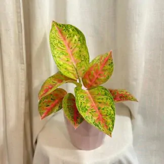aglaonema red poppy barevna pokojova rostlina