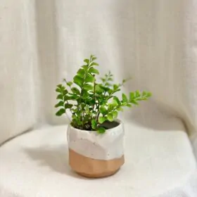 Asplenium dimorphum ‘Parvati’
