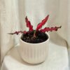 caladium red scarf cervene