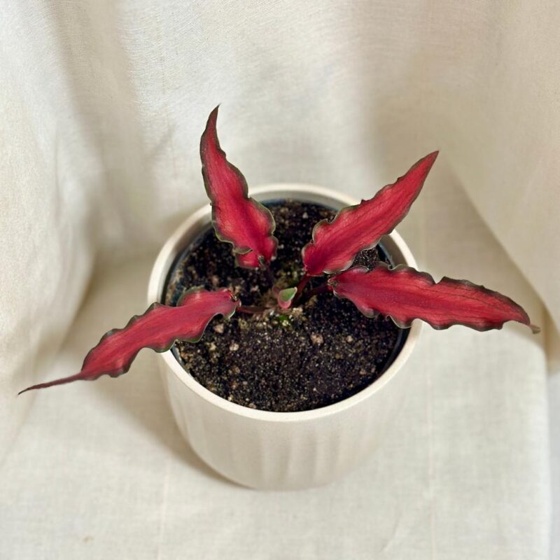caladium red scarf cervene