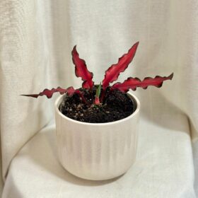 Caladium ‘Red Scarf’