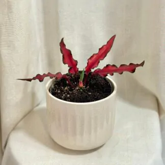 caladium red scarf cervene