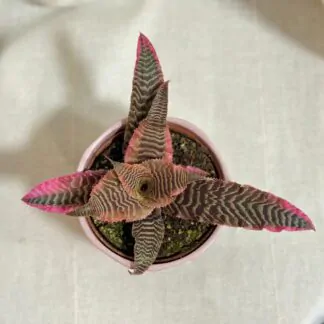 Cryptanthus bivittatus Red Star