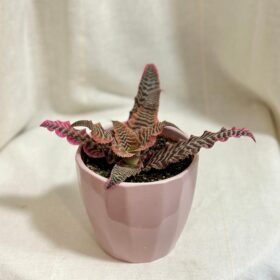 Cryptanthus bivittatus ‘Red Star’