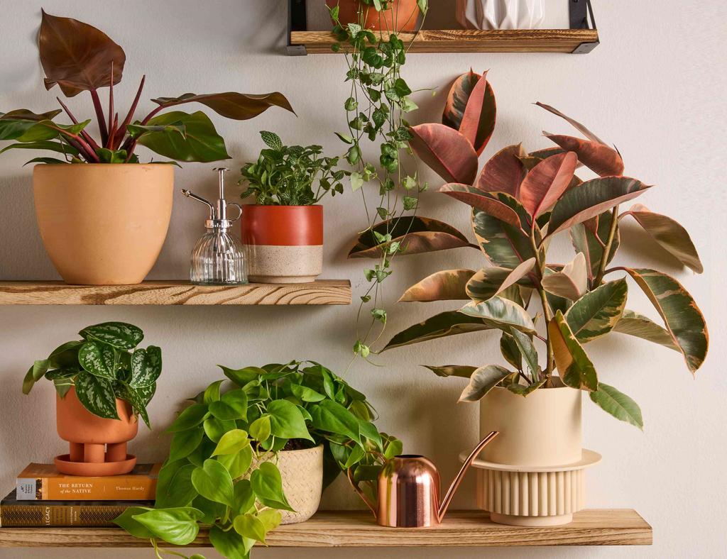 Jak si vybrat první pokojovou rostlinu: 6 tipů, aby vám vydržela a dělala radost Jak si vybrat první pokojovou rostlinu pokojovky