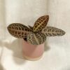 labisia turtle back