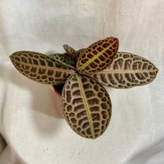 labisia turtle back