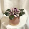 Saintpaulia ionantha variegata / Panašovaná Africká fialka