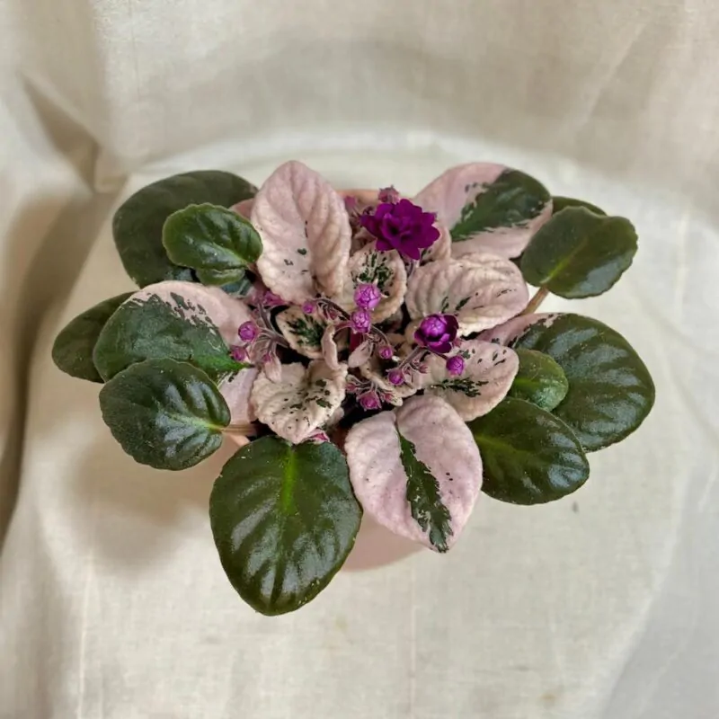 Saintpaulia ionantha variegata / Panašovaná Africká fialka