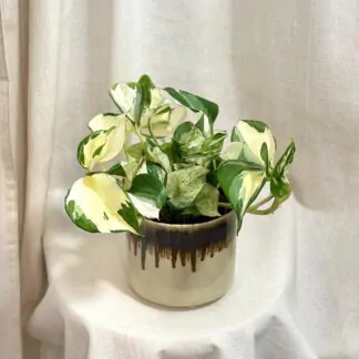 pothos epipremnum manjula variegata