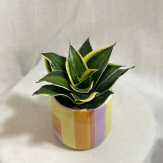 sansevieria hahnii Stars and Stripes