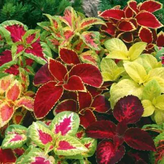 seminka coleus rainbow africka kopriva semena semo