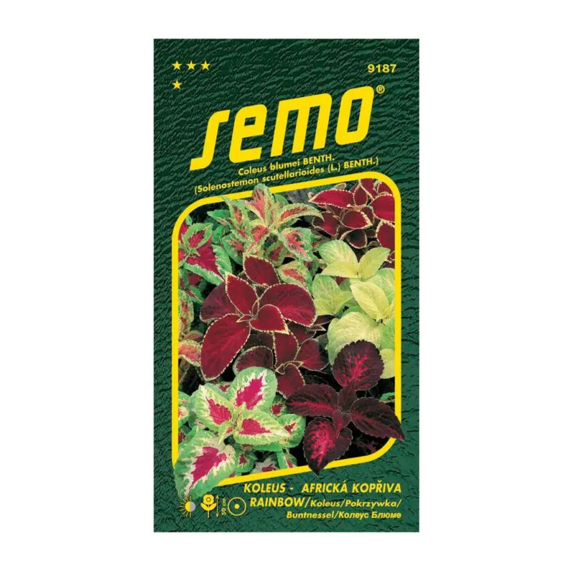 seminka coleus rainbow africka kopriva semena semo
